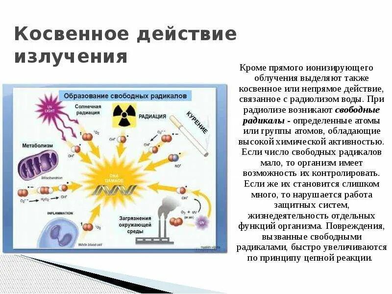 Биологическое воздействие радиации физика. Биологическое воздействие радиации кратко. Радиоактивное излучение свободные радикалы. Косвенное излучение радиации.