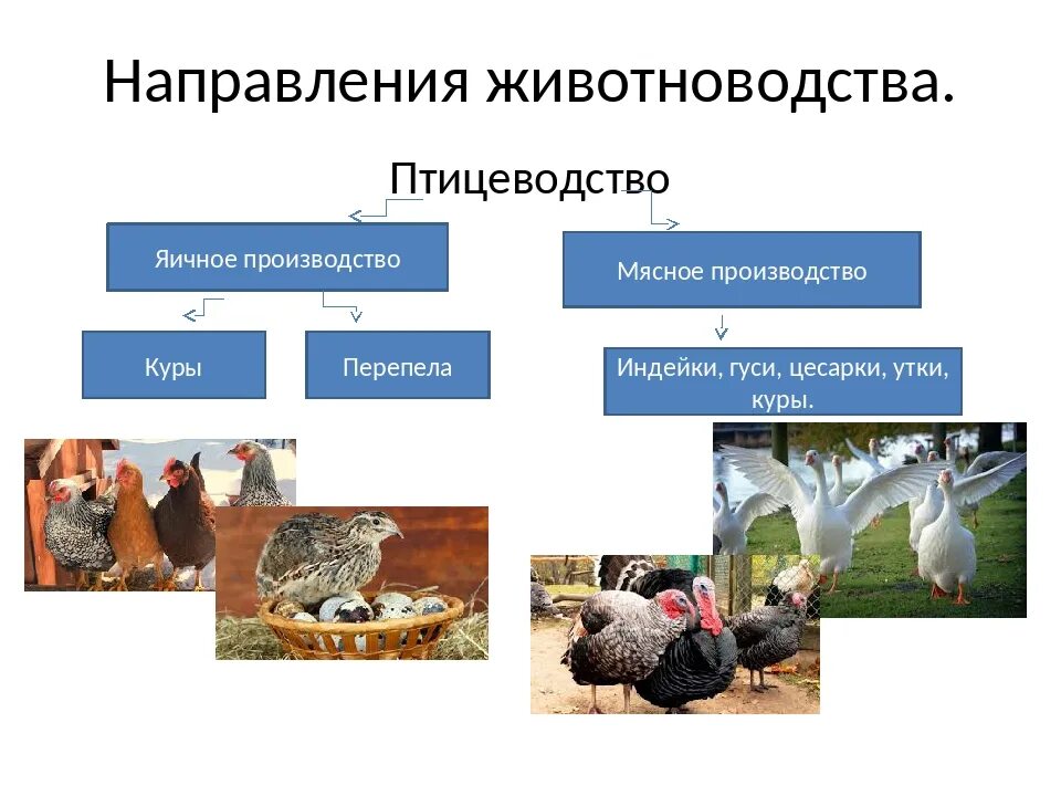 Направление животноводства в россии. Животноводство. Отраслижовотноводства. Отрасли животноводства. Направления птицеводства.