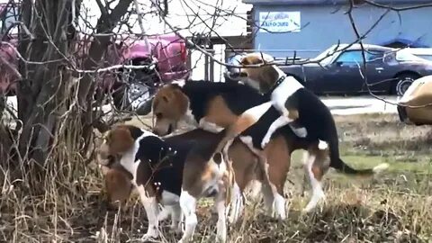 Спаривание собак видео