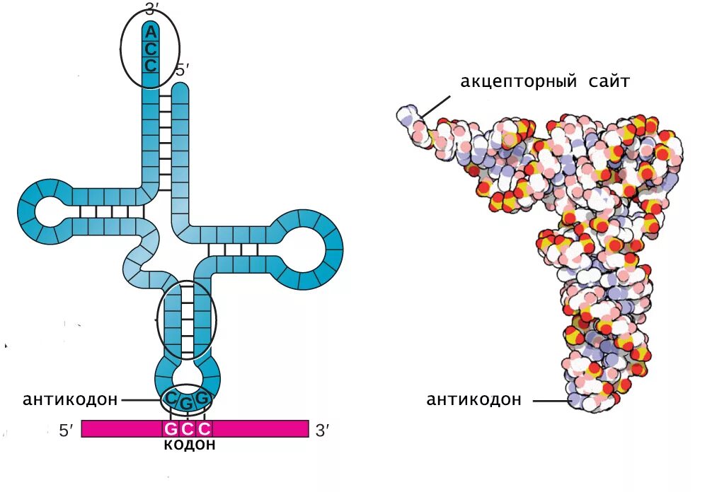 РНК структура молекулы РНК. Информационная РНК И транспортная РНК. ИРНК ТРНК РРНК. Строение и функции МРНК, ТРНК, РРНК.