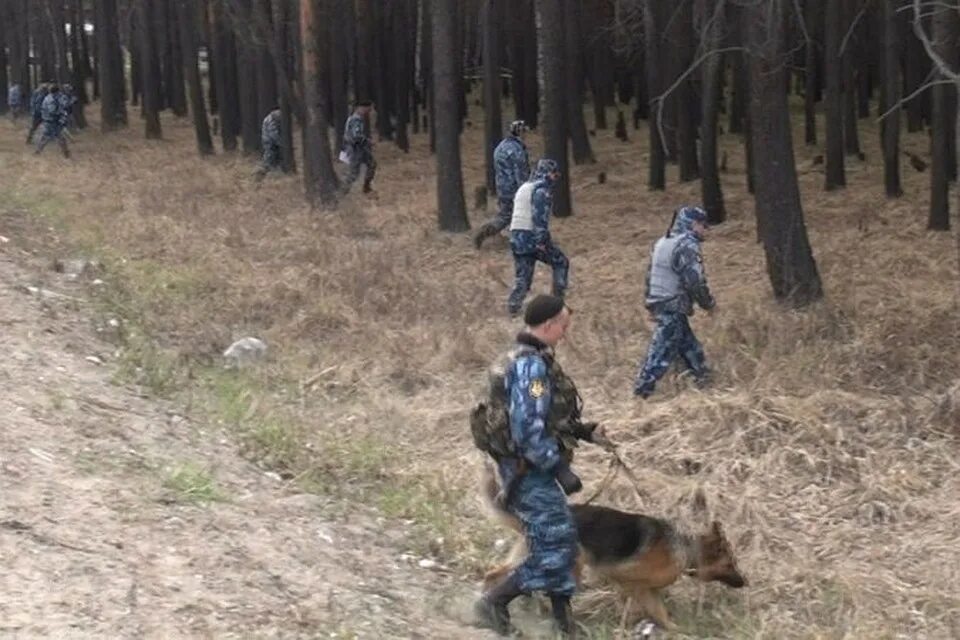 Поиск сбежавшего. Полиция прочесывает лес. Полиция прочесывает лес с собаками. Полицейские в лесу. Задержание преступника в лесу.