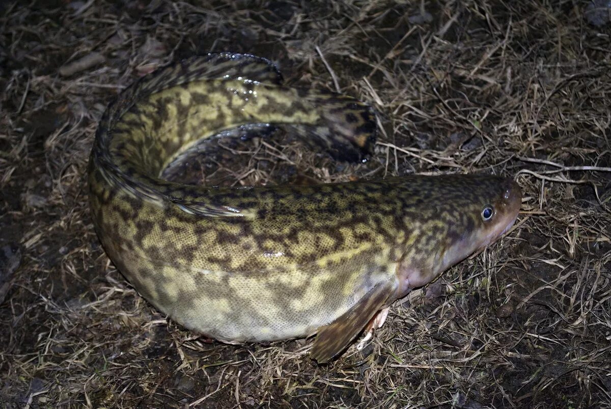 Речная рыба налим. Тонкохвостый налим. Налим – lota lota (Linnaeus, 1758). Налим Сибирский. Налим на озерах