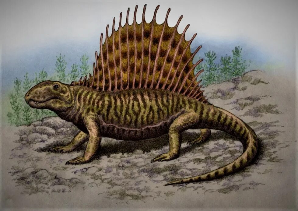Пермский период Диметродон. Пеликозавры Триасового периода. Диметродон палеозой. Диметродон Грандис.