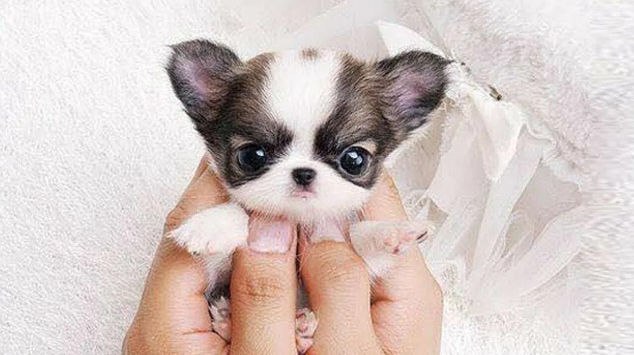 чихуахуа чивава. маленькая собака видео. чихуахуа короткошерстные. собачка чихуахуа. Lapkins чихуахуа.