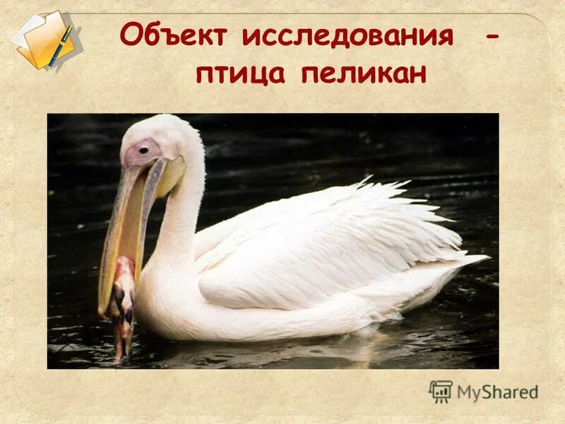 розовый пеликан красная книга краткое описание для детей 2. пеликаны морские птицы. пеликан живет. описание пеликана. розовый пеликан описание кратко.