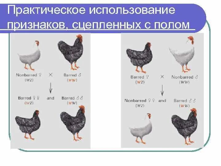 Признаки сцепленные с полом у птиц