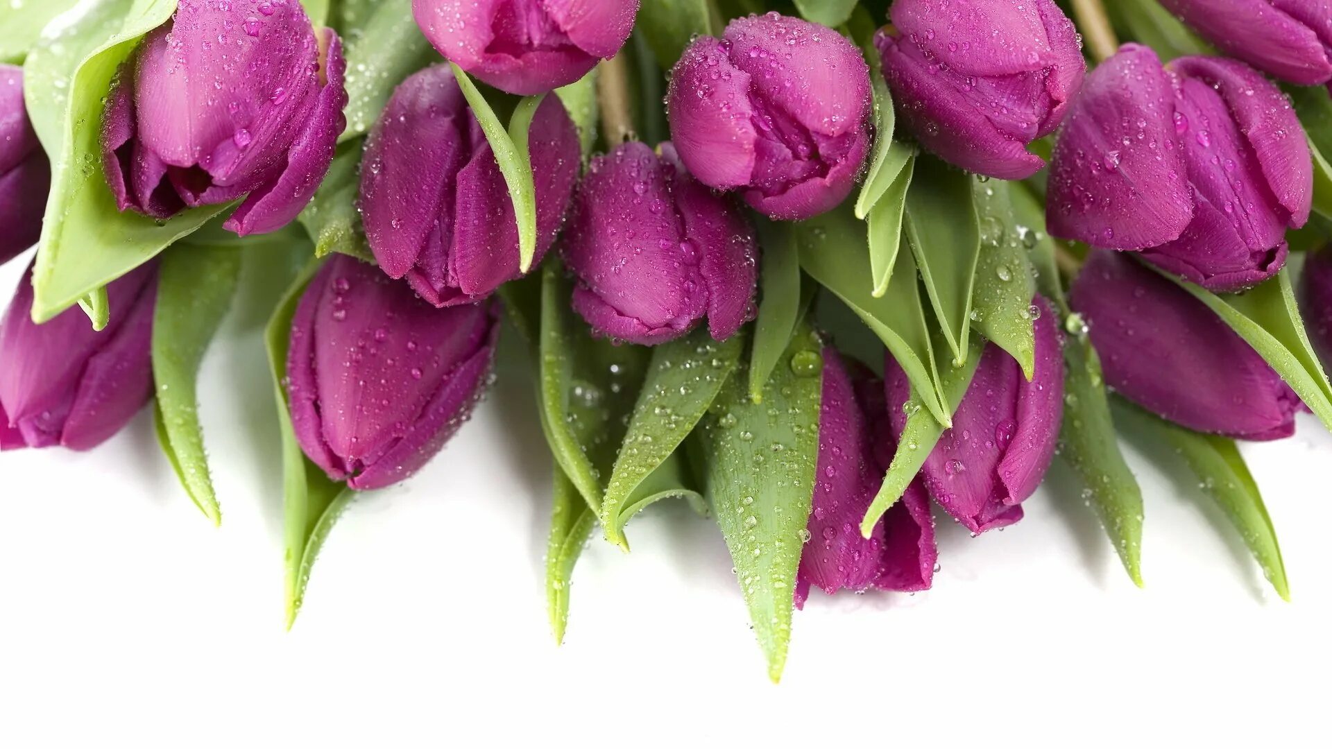 С днем тюльпанов картинки с надписями. Тюльпан сиреневый. Тюльпан фиолетовый. Красивые тюльпаны.