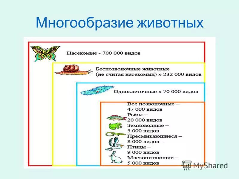 Многообразие животных презентация 5 класса