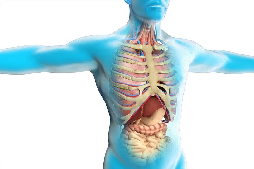 Здоровые органы человека. Внутренние органы человека с костями. Анатомия внутренних органов с костями. Поврежденные органы человека. Внутри тела человека фон.
