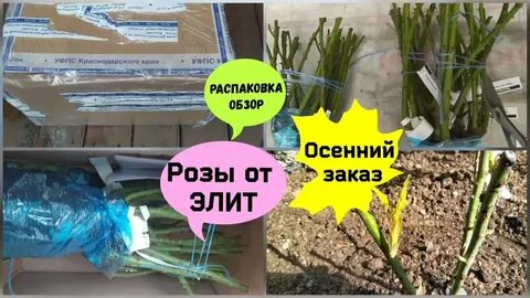 Элита питомник саженцы