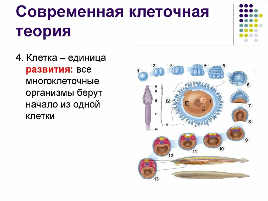 Основные положения и современное состояние клеточной теории.. Современная клеточная теория строения организмов. Клеточная теория строения организмов 9 класс. Клеточная теория строение клетки.