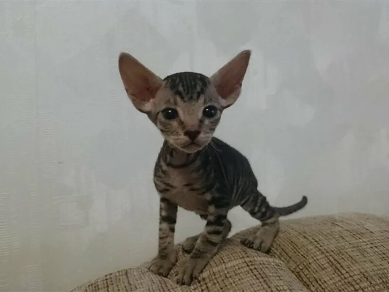 котенок сфинкса отдам