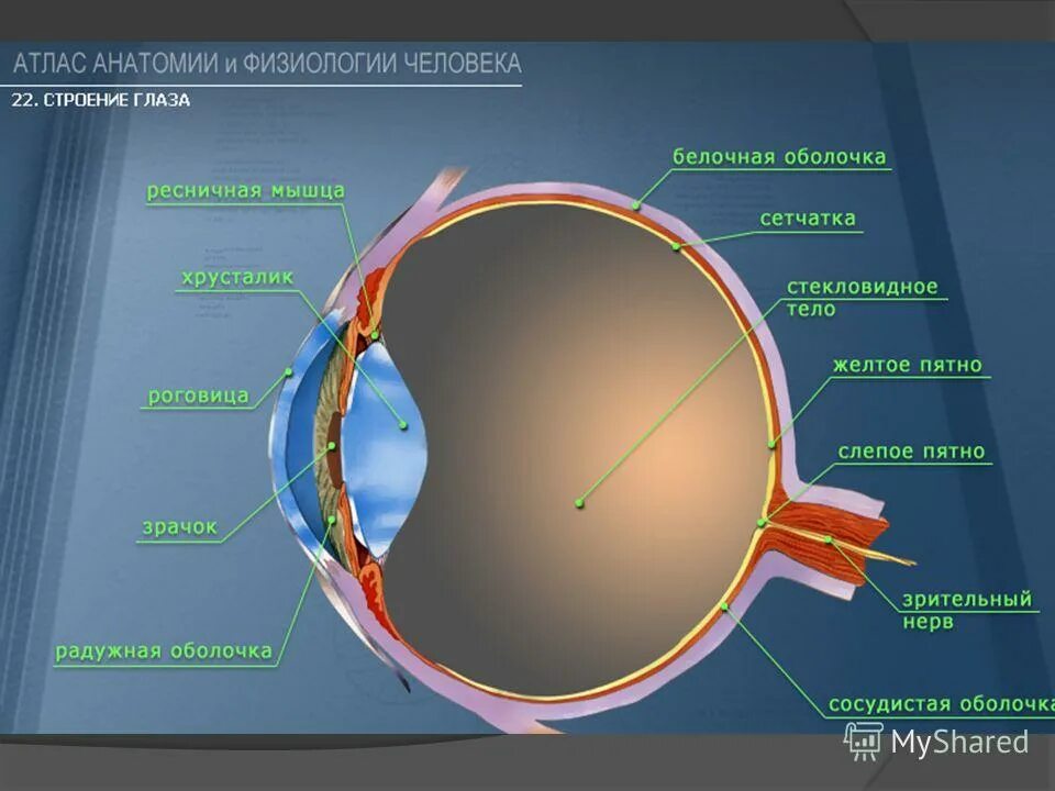 Сетчатка воспринимает. Палочки и колбочки сетчатки строение. Отслоение сетчатки симптомы. Внутренняя оболочка сетчатка. Строение глаза палочки колб.