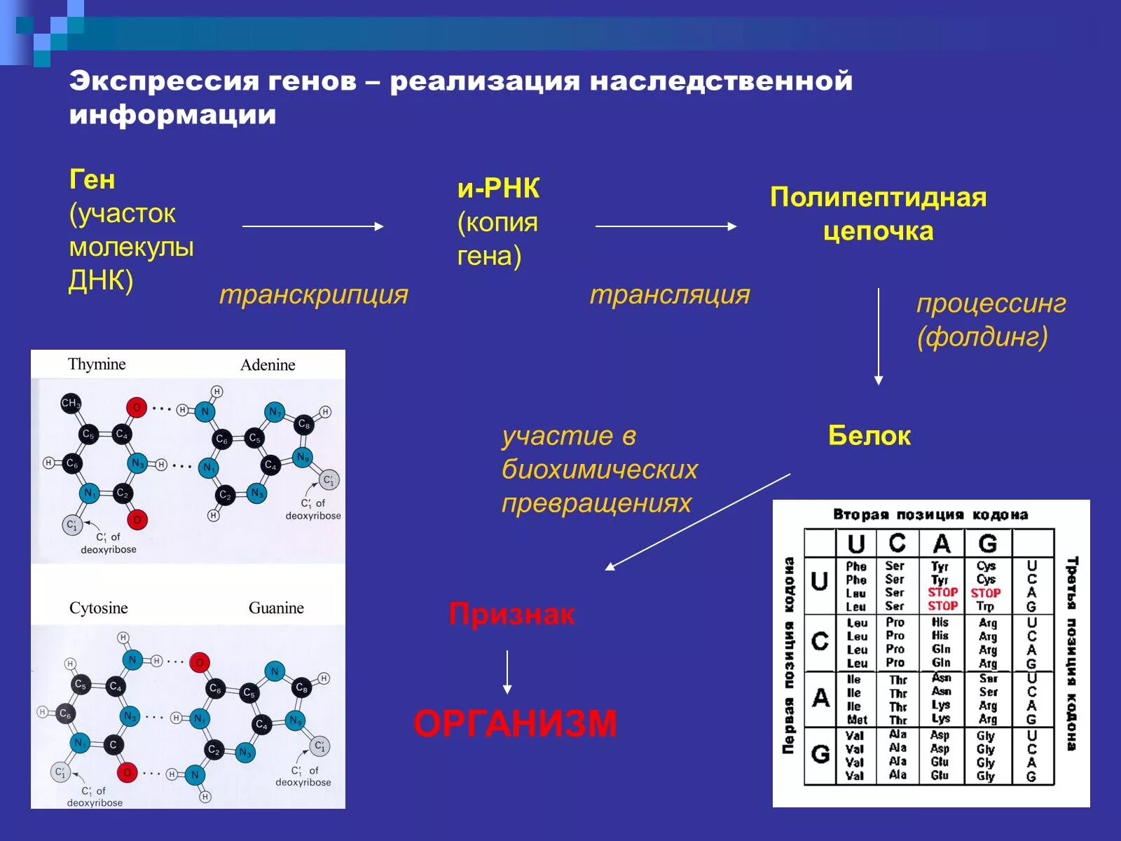 Реализация ген информации. Реализация генетической информации. Реализация наследственной информации в признак. Участие Гена в передаче наследственной информации.