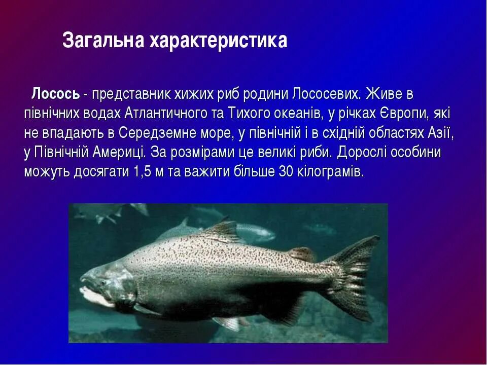 Польза и вред лососевых рыб. Лосось характеристика. Сообщение по биологии 7 класс на тему лосось.