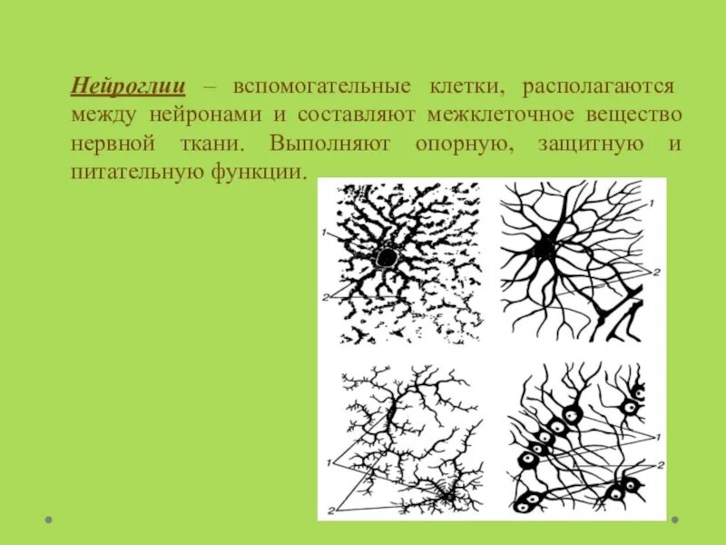 Клетки нервной ткани выполняющие опорную функцию. Клетки межклеточного вещества нервной ткани. вспомогательные клетки нейроглии. клетки нейроглии выполняют. функции клеток нейроглии.