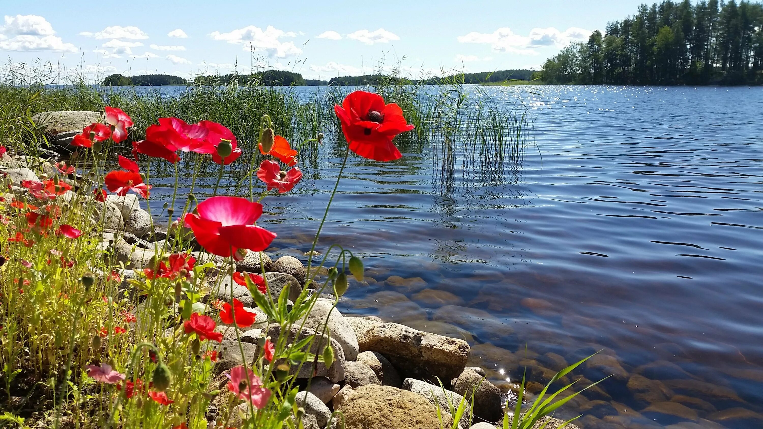 Озеро Иссык-Куль. Летнее озеро. Цветы у реки. Природа озеро.