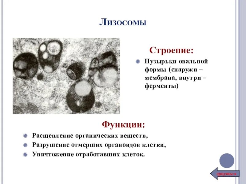 Строение органоида лизосомы. Лизосомы эукариот строение. Лизосомы строение и функции. Строение лизосомы эукариотической клетки. Лизосомы функции расщепление органических веществ.