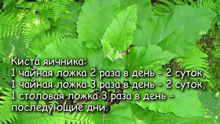 Лопух от кисты. Сок лопуха от кисты. Сок лопуха при онкологии. Сок лопуха от кисты яичника. Корень лопуха от кисты.