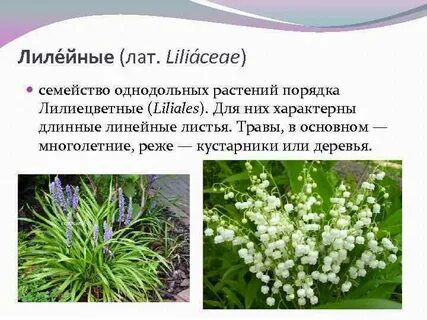Лилейные кормовые растения