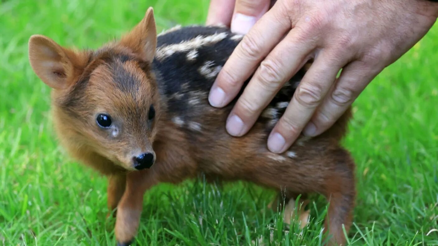 Северный пуду. Пуду видео. Северный пуду. Олень пуду южная америка. Южный пуду.