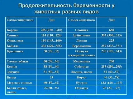 Сколько у коровы длятся схватки