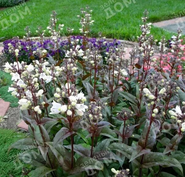 native plants bush whipple's penstemon Идеи посадки растений, Темно-фиолетовые ц