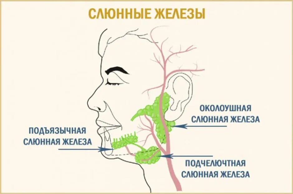 Боль при слюноотделении. Строение слюнной железы человека. Слюнные железы строение расположение функции. Слюнные железы схема расположения. Структура слюнных желез анатомия.