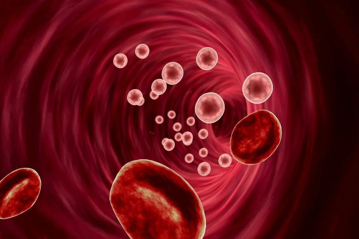 Клетки крови в сосуде. Клетки крови внутри сосуда. Холестерин в эритроцитах. Иммунные белки крови