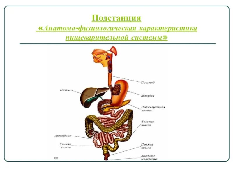 Пищеварительные функции системы пищеварения. Система органов пищеварения 8 класс биология. Пищеварительная система беспозвоночных. Развитие пищевой системы. Пищеварительная система человека строение и функции.