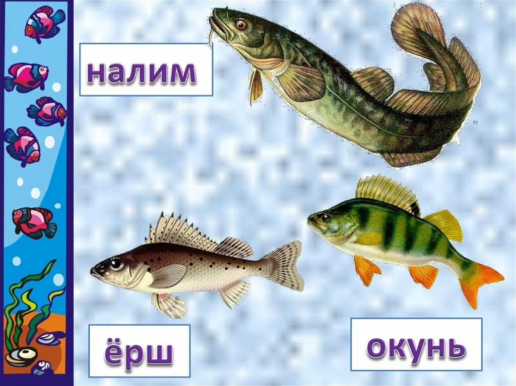 Кто такие рыбы 1 класс окружающий мир. Рыбы 1 класс. Рыбы 1 класс школа России. Кто такие рыбы 1 класс. Рыбы презентация 1 класс.