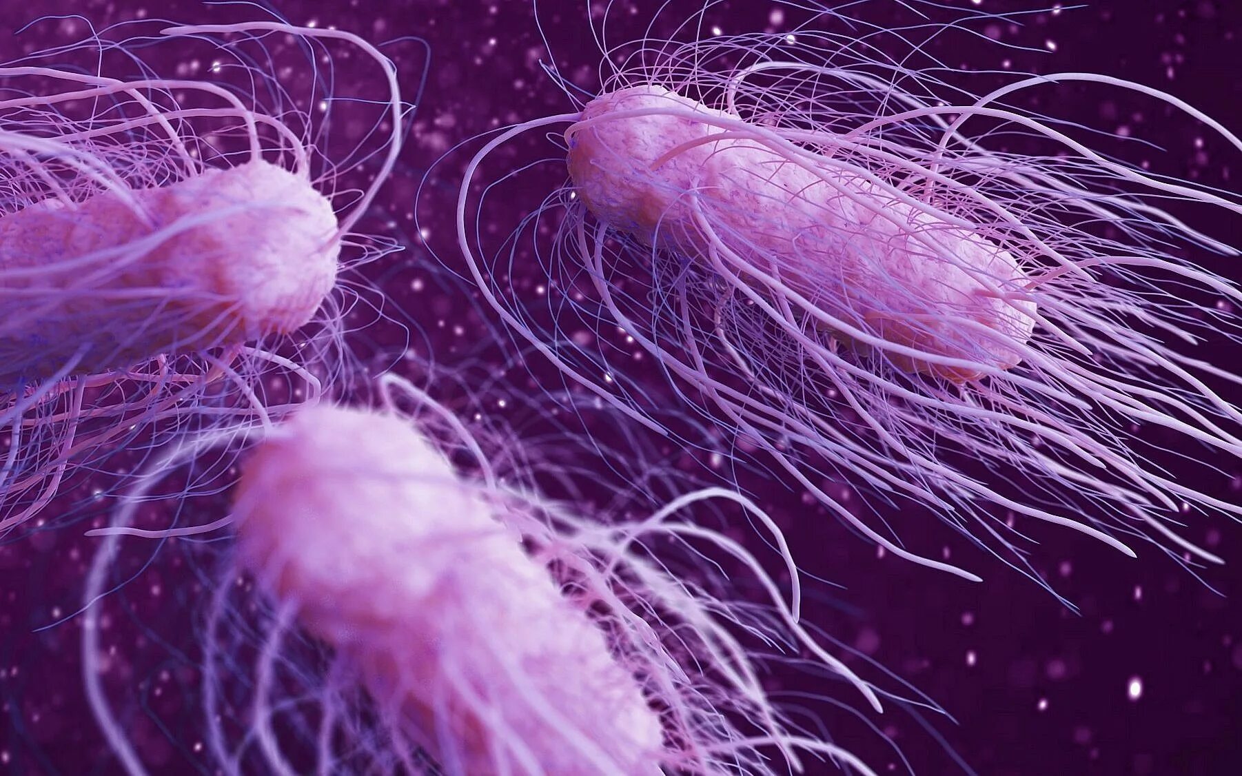 Salmonella enterica. Сальмонелла Анатум. Сальмонелла Typhimurium. Сальмонелла enterica. Бактерия Salmonella.