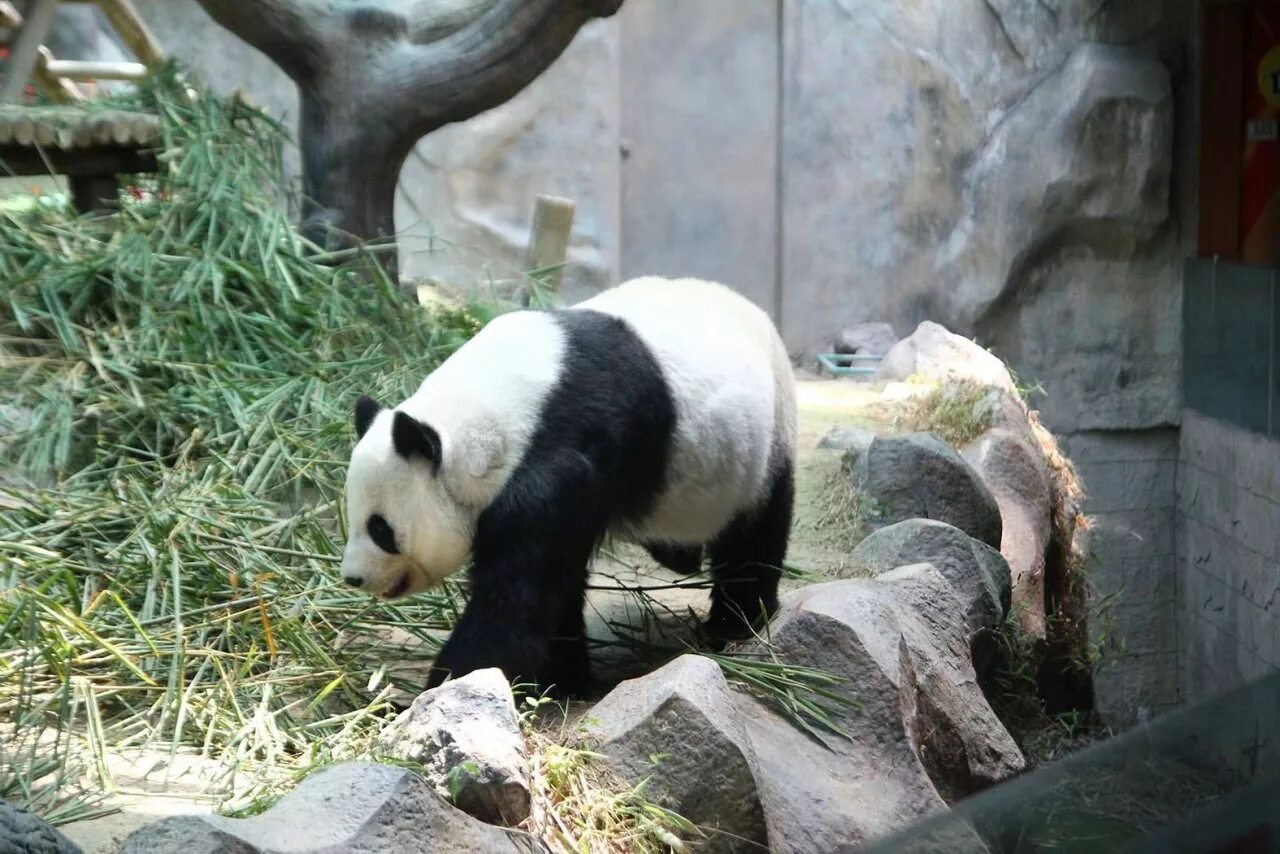 Pandas having