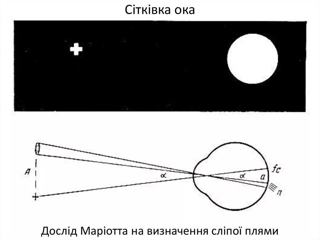 Обнаружение слепого пятна практическая работа 8. Опыт Мариотта слепое пятно. Опыт Мариотта обнаружение слепого пятна сетчатки. Демонстрация слепого пятна на сетчатке глаза опыт Мариотта. Нахождение слепого пятна опыт Мариотта.