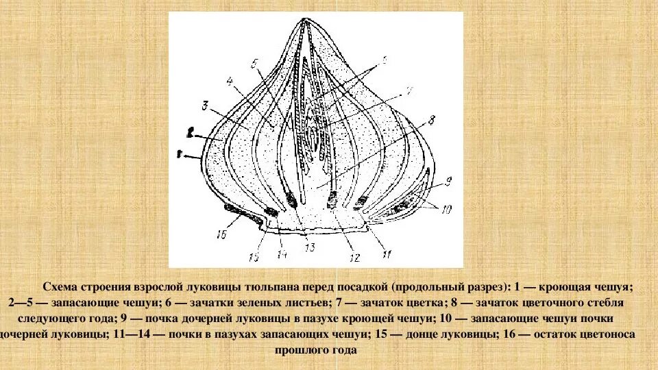 Какое строение имеет луковица биология. Продольный разрез луковицы. строение луковицы тюльпана. схема строения луковицы.