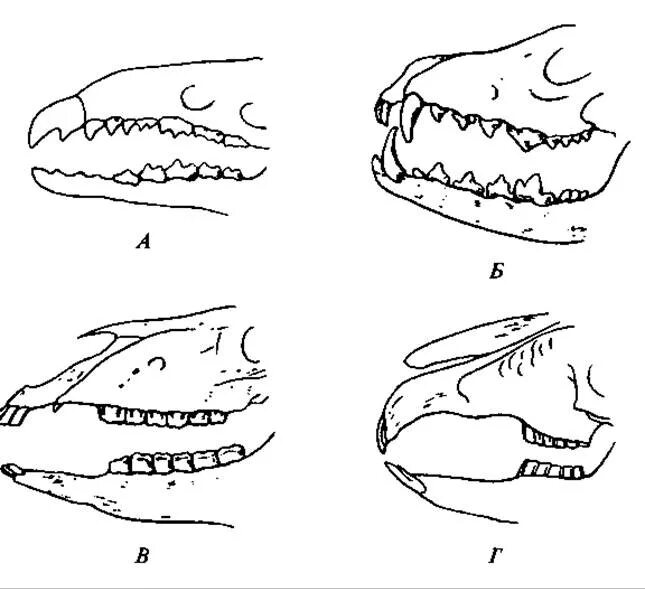 Зубная система насекомоядных млекопитающих. Строение зубов насекомоядных млекопитающих. Зубные системы отрядов млекопитающих. Зубная формула насекомоядных