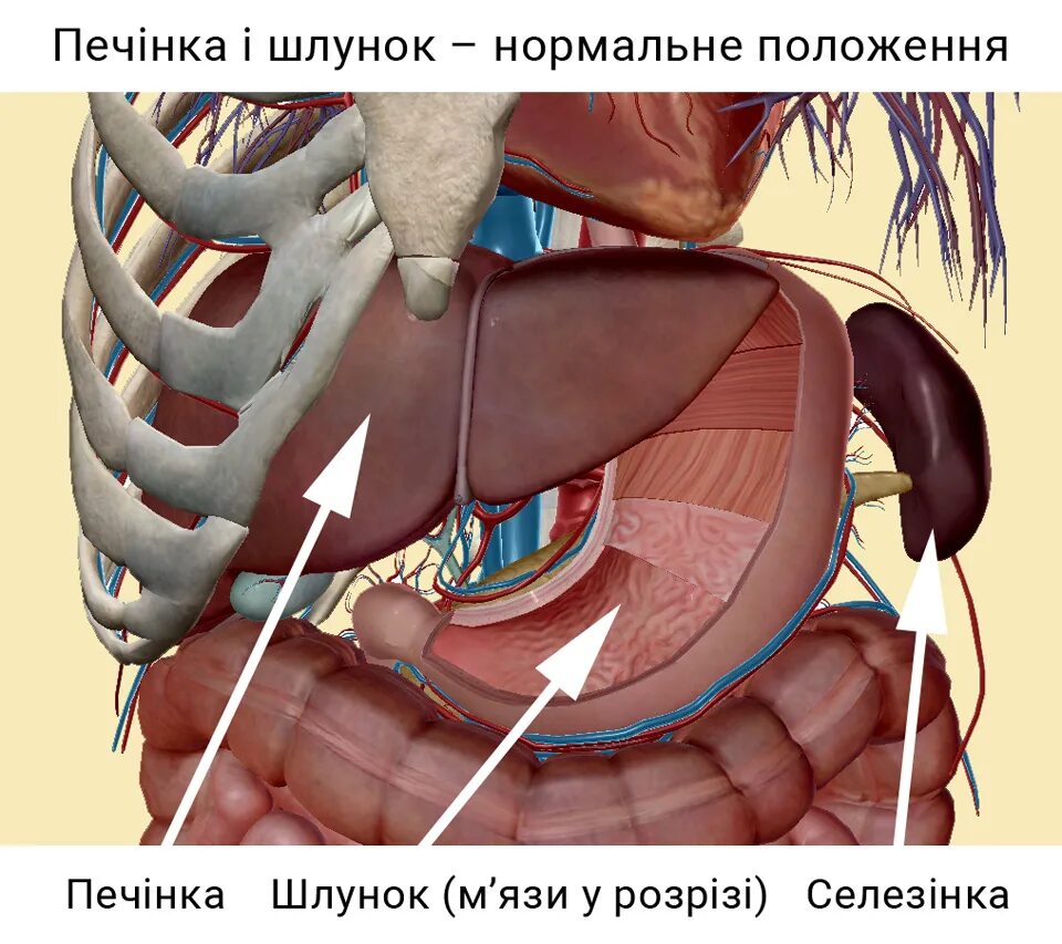 Желчный пузырь расположение. Печень анатомия расположение. С какой стороны печень слева или справа