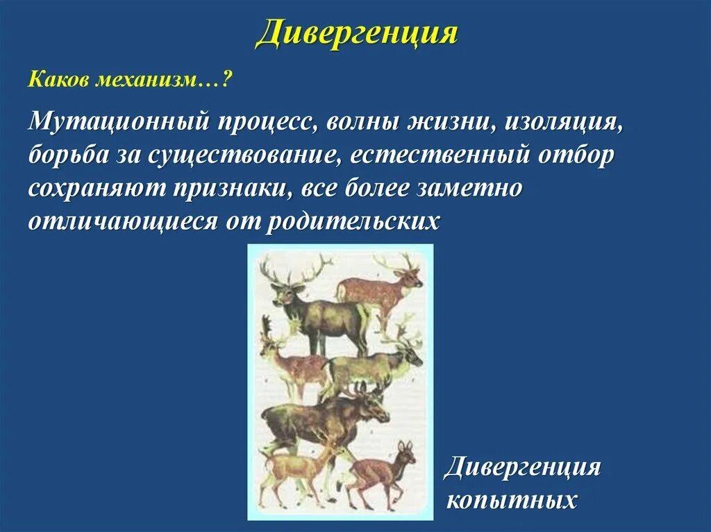 Мутационный процесс. Дивергенция. Основные закономерности эволюции. Эволюционные процессы дивергенция. Дивергентный путь