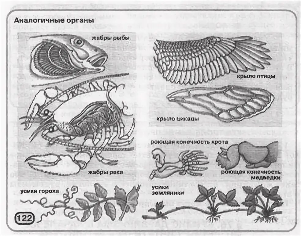 Аналогичные органы примеры. Аналогичные органы примеры у животных. Аналогичные органы органы. Гомологичные и аналогичные органы.