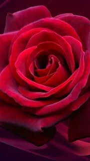 Rose телефон