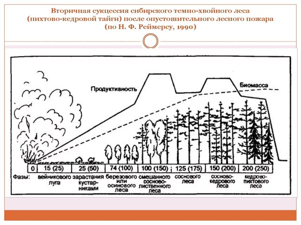 Сукцессия после пожара. Восстановление леса после пожара сукцессия. Вторичная сукцессия схема. Вторичная сукцессия после пожара. Сукцессия леса после пожара схема.