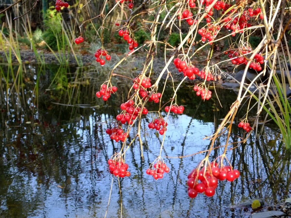 Пейзаж с рябиной. Рябиновый куст поздняя осень. Над водою калина над водою туман. Рябина в тумане. Рябина осенью.