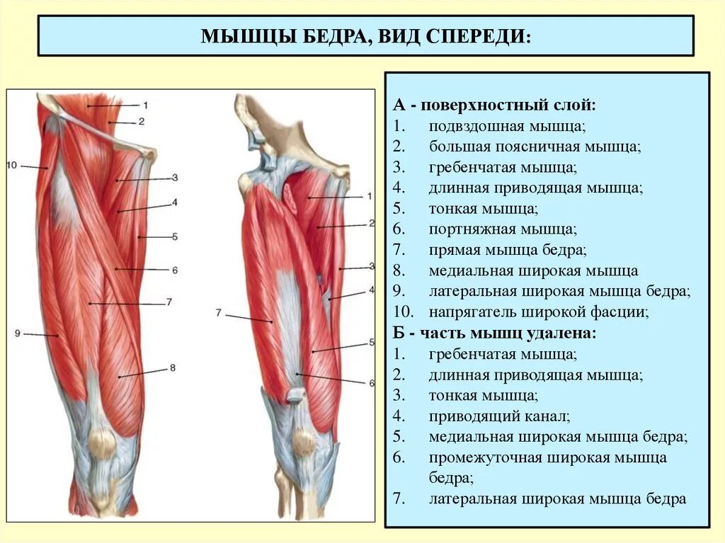 Передняя группа мышц бедра строение. Мышцы бедра вид спереди поверхностный слой. Правая нога бедро мышцы