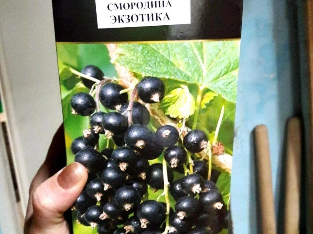 Смородина сорта экзотика. Смородина лючия. смородина изюмная.