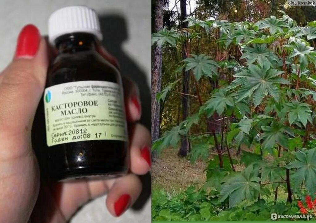 Should I Stop Castore Oil After Ovulation Cheap Sale podlokot.ru