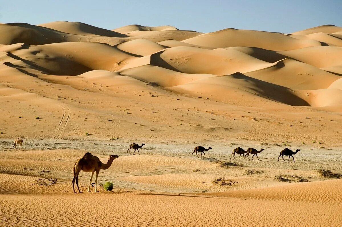 Парк пустыни Шарджи. Пустыня Аравийского полуострова. Пустыня руб-Эль-Хали. Аравийский полуостров природа. Арабский оазис