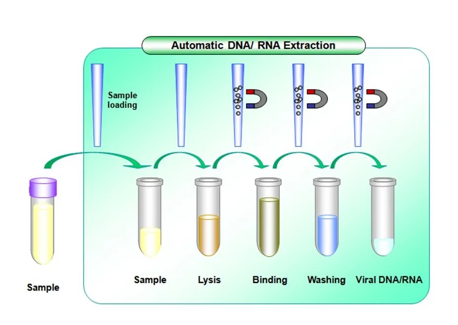 Выделение ДНК С помощью магнитных частиц. Сорбентные методы выделения ДНК. Магнитные частицы для выделения РНК. Метод выделения ДНК С помощью магнитных частиц. Процесс выделения днк