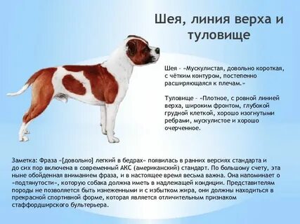 Рассмотрите фотографию собаки породы стаффордширский терьер