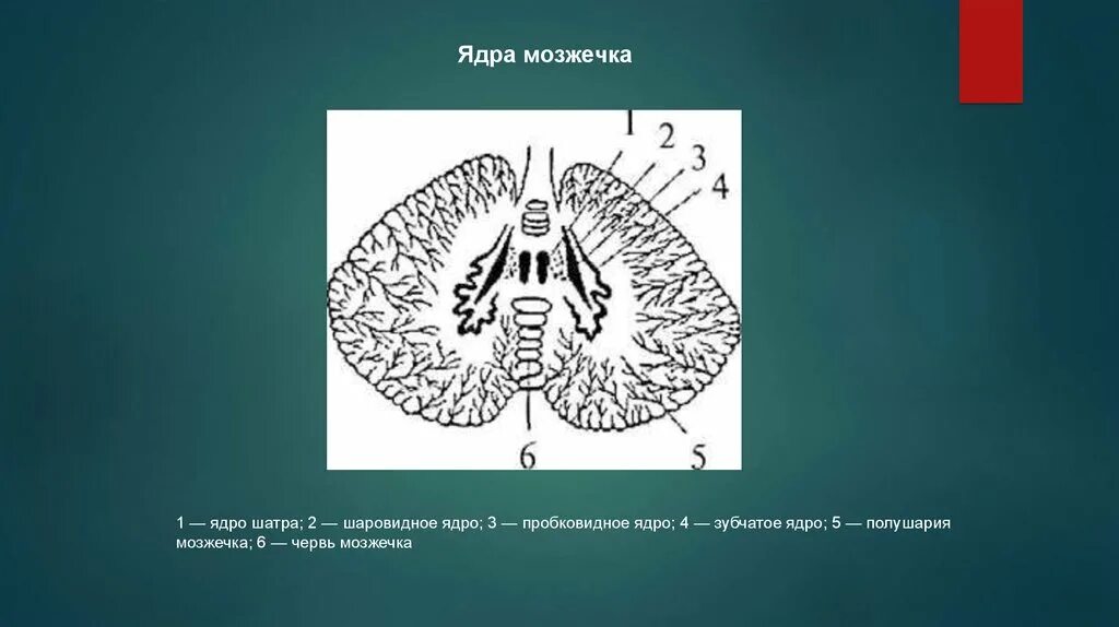 Зубчатое ядро мозжечка схема. Срез мозжечка ядра. Пробковидное ядро мозжечка. Шаровидное ядро мозжечка. Тест мозжечок