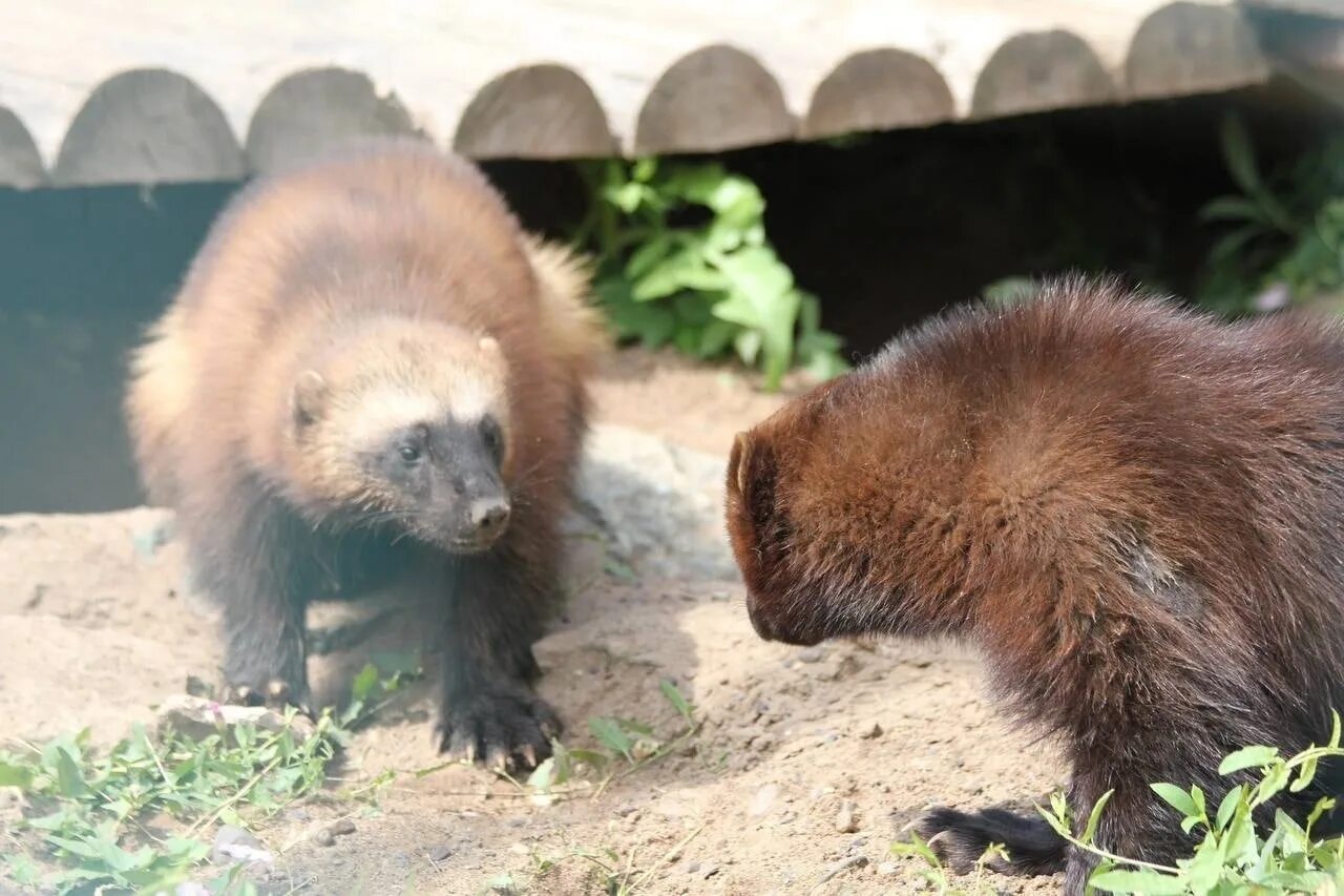 Росомаха животное на охоте. Росомаха в россии. Чукотская росомаха. Росомаха северной америки. В зоопарк привезли росомаху.